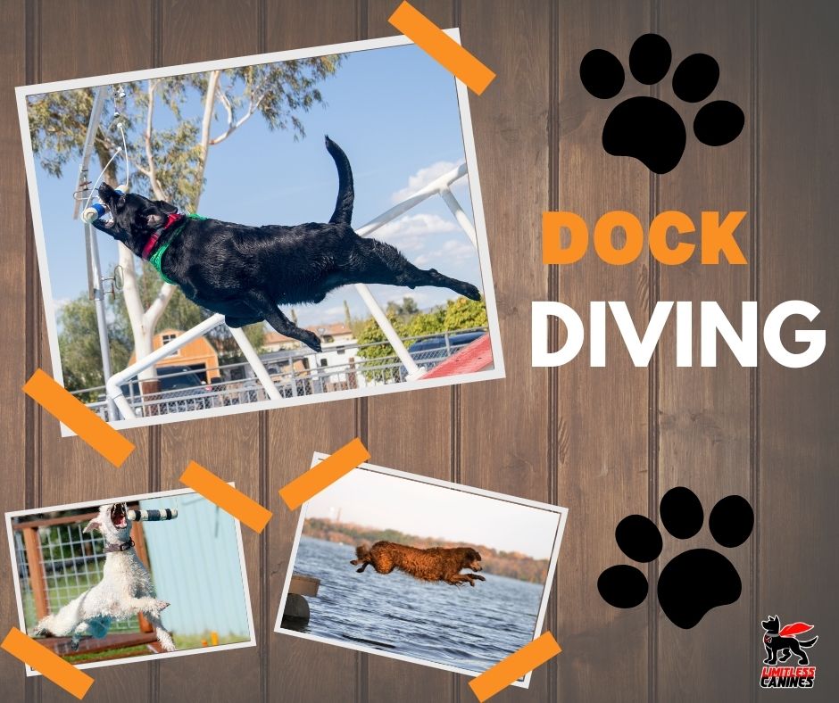 limitless canines dock diving dog sport